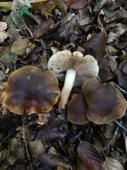 Tricholoma ustale