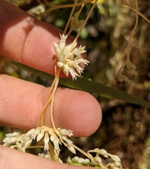 Cuscuta subinclusa