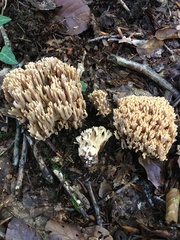 Ramaria bataillei