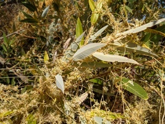 Cuscuta subinclusa