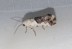 Acontiinae