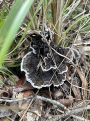 Thelephora cuticularis