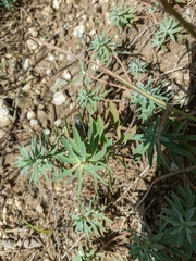 Euphorbia petrophila