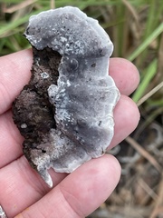 Thelephora cuticularis