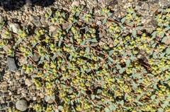 Euphorbia ocellata