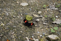 Heliconius erato hydara
