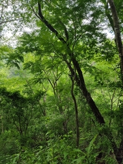 Cenostigma eriostachys