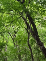 Cenostigma eriostachys