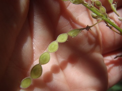 Desmodium batocaulon