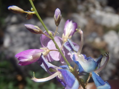 Desmodium batocaulon