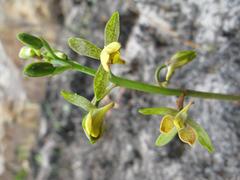 Eulophia parviflora