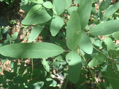 Desmodium batocaulon