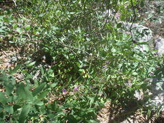 Desmodium batocaulon