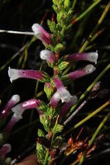 Erica macowanii
