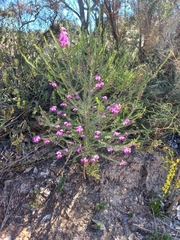 Gompholobium scabrum