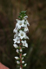Epacris gunnii