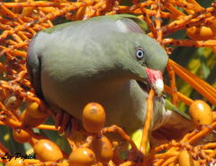 African Green Pigeon photo 4