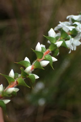 Epacris gunnii