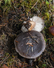 Lactarius kauffmanii