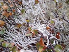 Thamnolia vermicularis