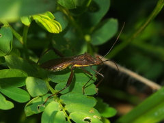 Riptortus linearis