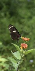Heliconius sara