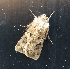 Agrotis bigramma