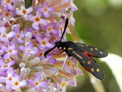 Neurosymploca concinna