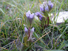 Gentianella turkestanorum