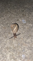 Cornu aspersum