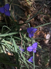 Tradescantia