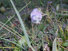 Aconitum rotundifolium