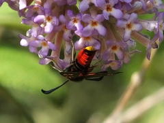 Neurosymploca concinna