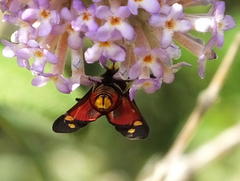 Neurosymploca concinna