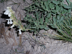 Dracocephalum nodulosum