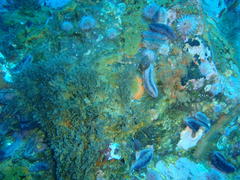 Pentacta doliolum