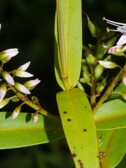 Veronica ligustrifolia