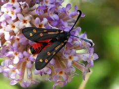 Neurosymploca concinna