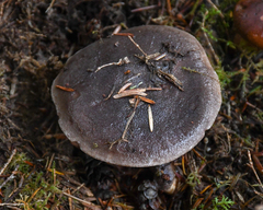 Lactarius kauffmanii