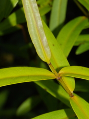 Veronica ligustrifolia