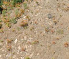 Aloe marlothii marlothii