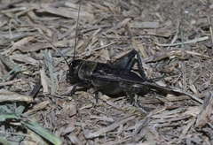 Gryllus texensis