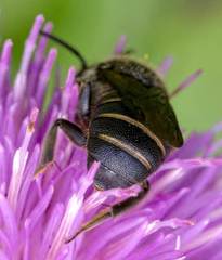 Stelis punctulatissima