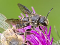 Stelis punctulatissima