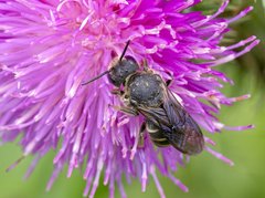 Stelis punctulatissima