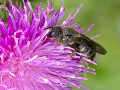 Stelis punctulatissima