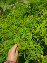 Adenophyllum anomalum