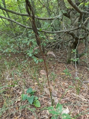 Cephalanthera damasonium