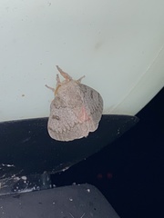 Syssphinx heiligbrodti