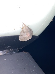 Syssphinx heiligbrodti